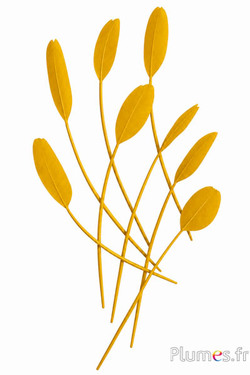 Panicule cigno seta - 25-30 cm - curry